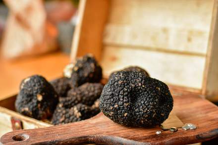 Saison de la Truffe 2025-2026 au Domaine du Colombier — Menus Truffe au Restaurant Étoilé et au Bistrot 270