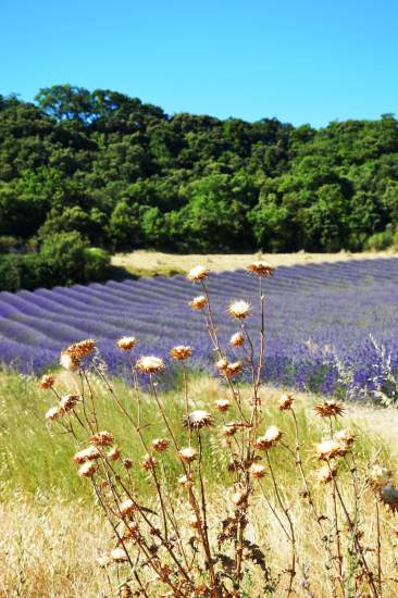 → Domaine du Colombier Malataverne · Hôtel Restaurant Drôme plat