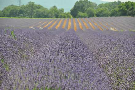 Drôme Tourisme - Domaine du Colombier in Malataverne - Besuchen Sie die Drôme Provençale