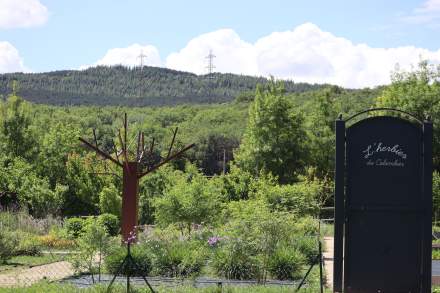 Chinesischer Pfefferbaum, Pfefferkraut auf der Domaine du Colombier