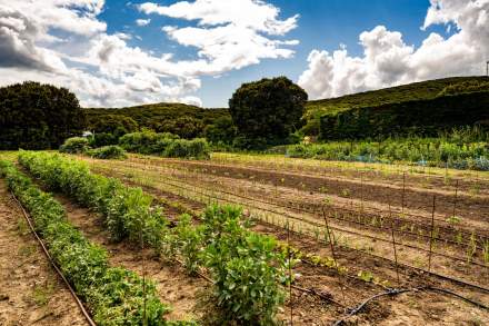 Gemüsegarten der Domaine du Colombier