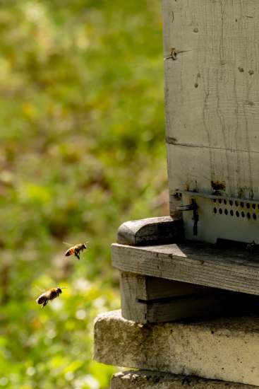 Bienenstöcke des Liby in Bourg Saint-Andéol<br />
Honig des Liby<br />
Domaine du Colombier