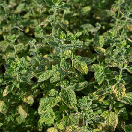 Aromaten und aromatische Kräuter, die auf der Domaine du Colombier angebaut werden